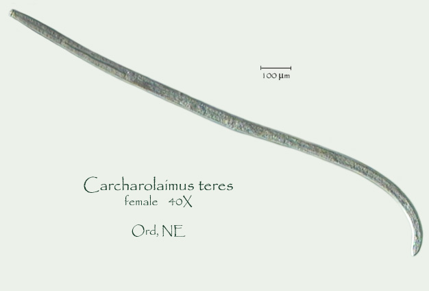 Представитель Семейства Carcharolaimidae